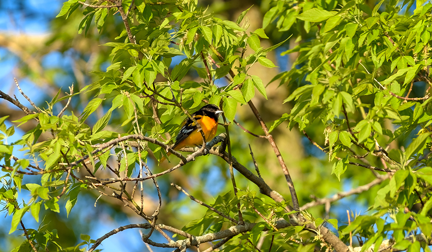 Baltimore Oriole