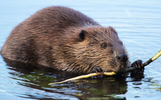 Beavers