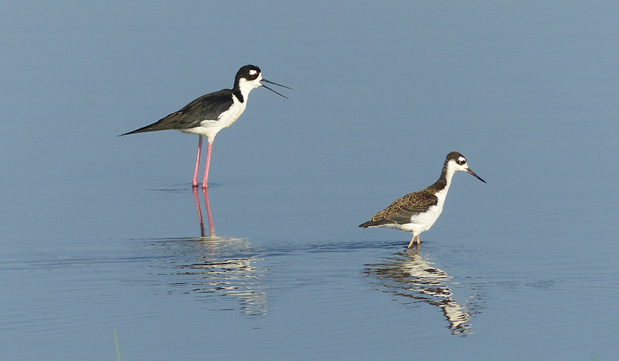 Black Necked Stilts