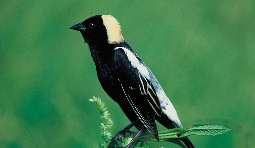 Bobolink