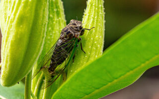 Cicada