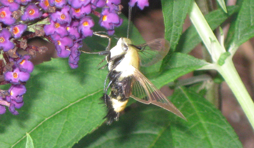 Clearwing