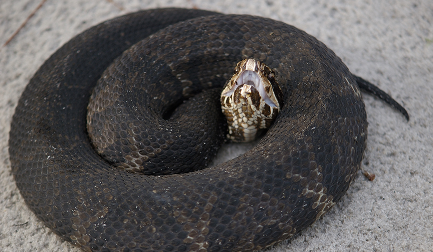 Cottonmouths