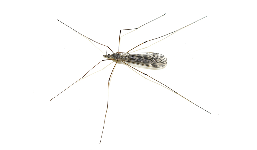 Crane Flies