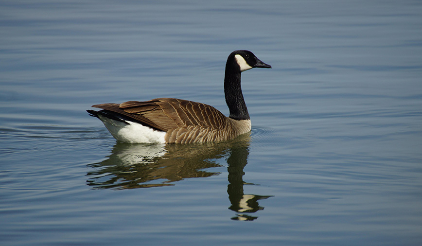 Canada geese can you eat outlet honey