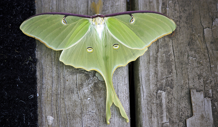 Giant Killer Moth