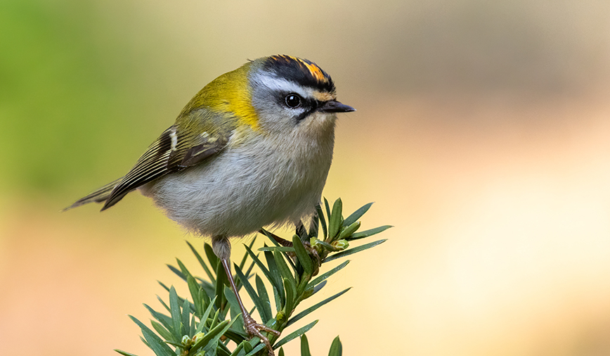 Golden Crown Kinglet