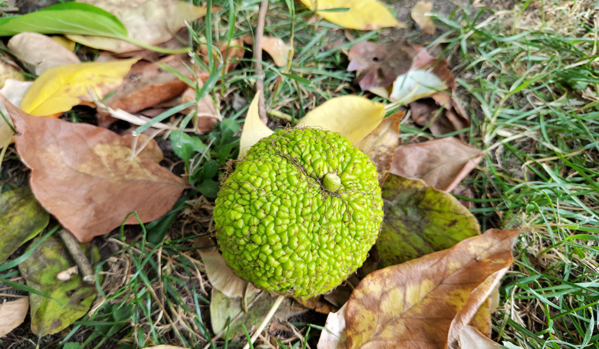 Hedge Apples