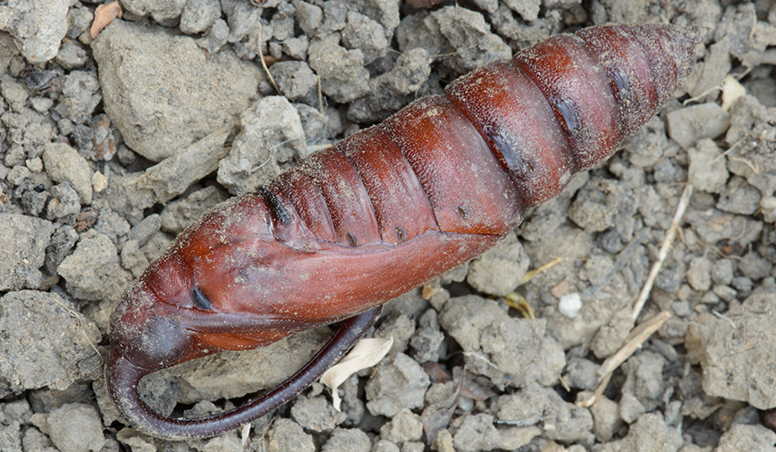 Hornworm