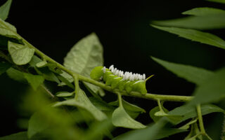 Hornworm