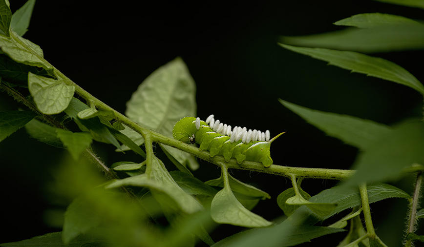 Hornworm