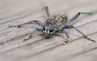 Long Horned Beetle