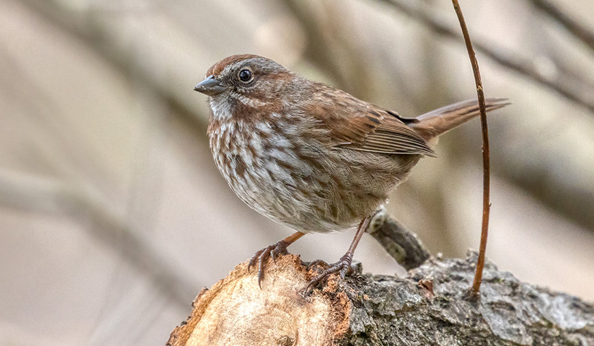 Male Song Sparrow