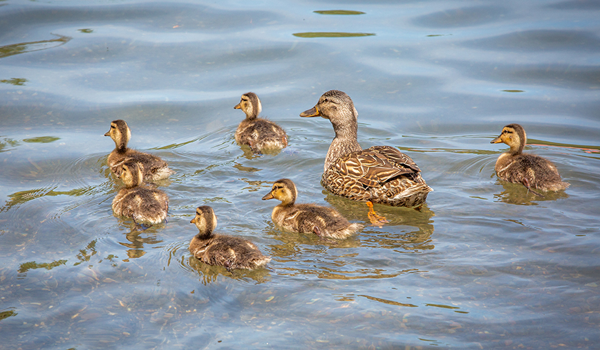 Mama Mallard