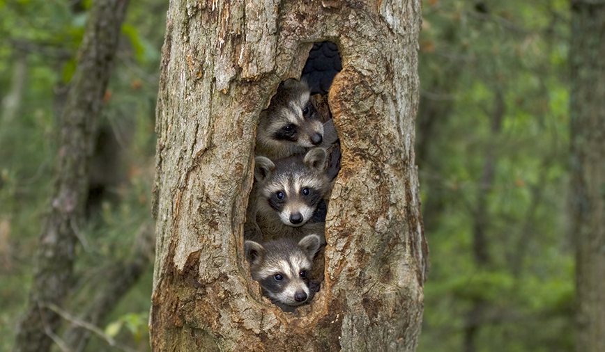 Raccoon Tree