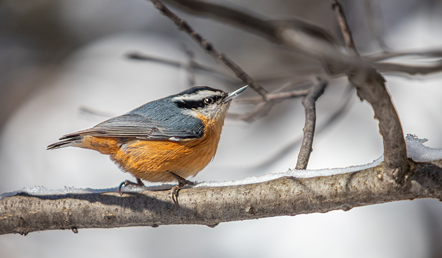 Red-breasted Nuthatch