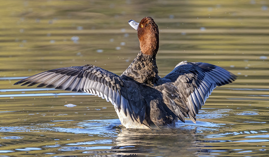 Redhead Ducks