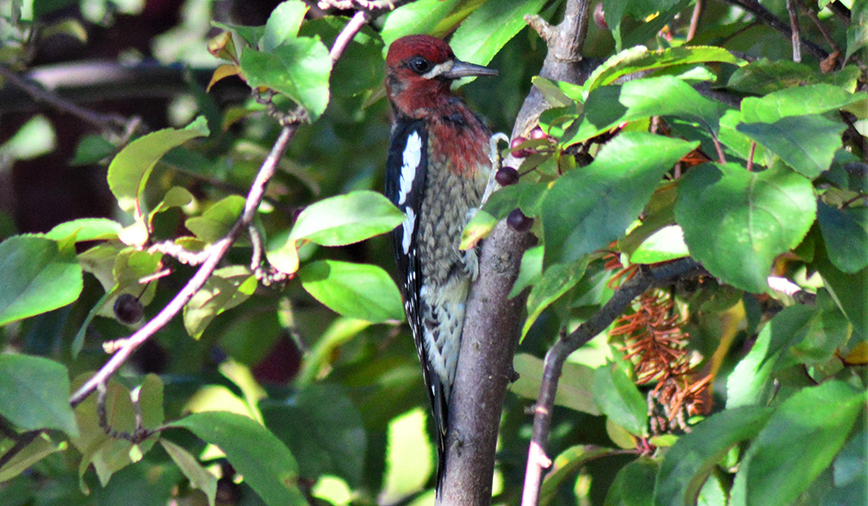 Sapsucker