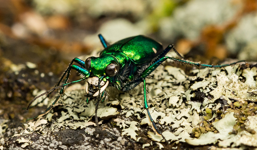Six-Spotted Tiger Beetle