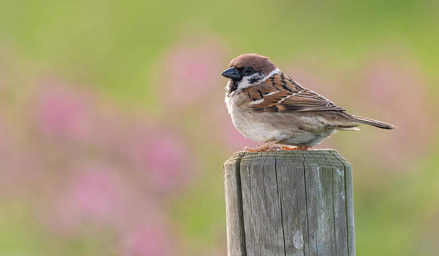 Sparrows