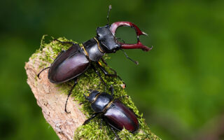 Strag Beetles