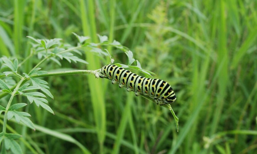 Swallowtail Caterpillar