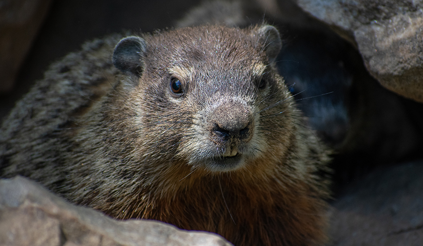 Woodchuck