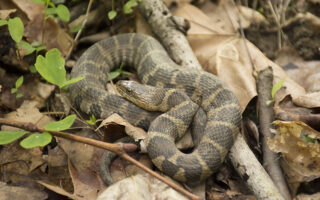 Watersnakes