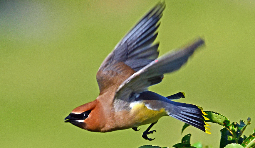 Waxwing