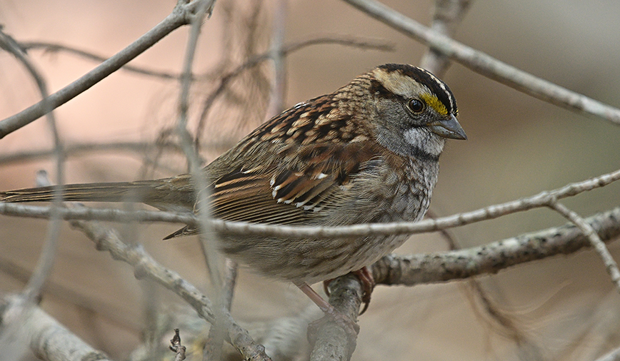 White-Throated