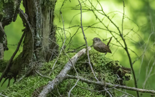 Winter Wren