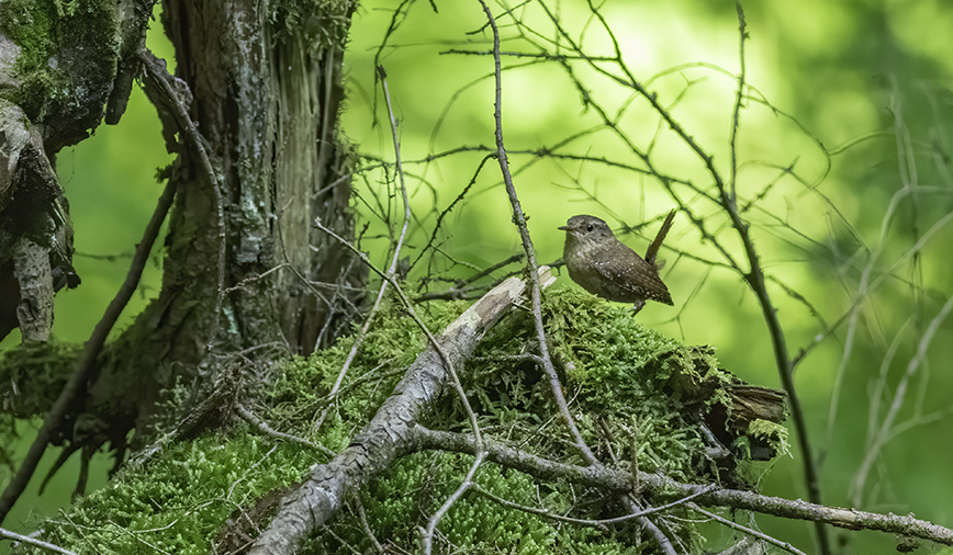 Winter Wren