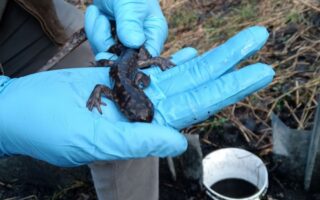 Salamander Monitoring 3.9.2024 B