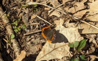 Red Admiral 4.6.2024
