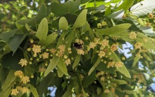 Bumble Bee on Basswood