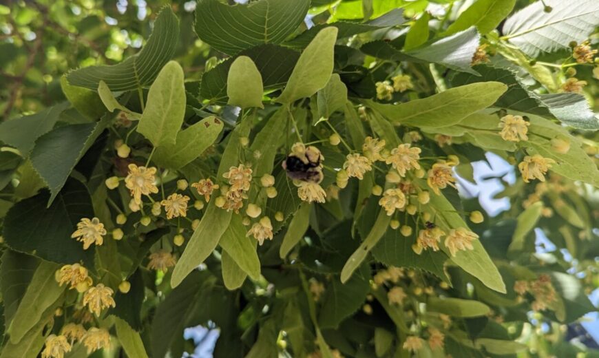 Bumble Bee on Basswood