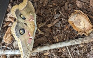 Polyphemus Moth and Cocoon