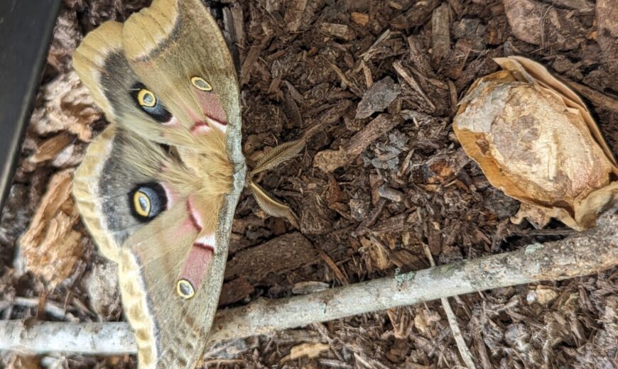 Polyphemus Moth and Cocoon