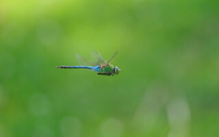 Common Green Darner