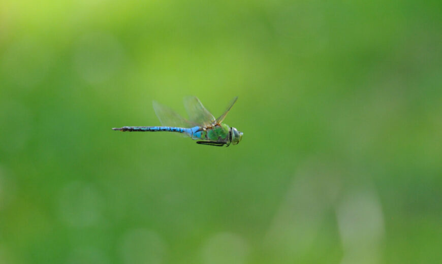 Common Green Darner