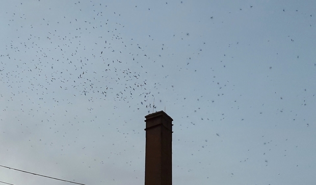 Chimney Swifts