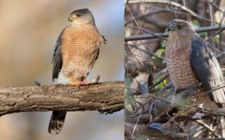 Cooper's Sharp-shinned Combined