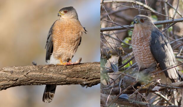 Cooper's Sharp-shinned Combined