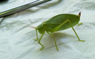 Katydid