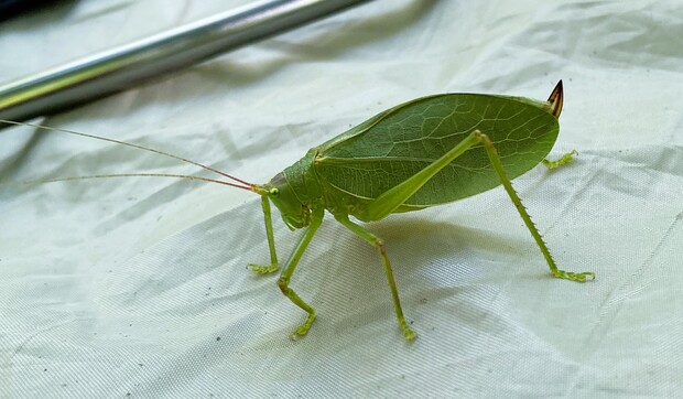 Katydid