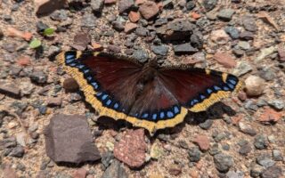 Mourning Cloak