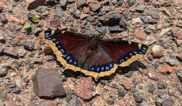 Mourning Cloak