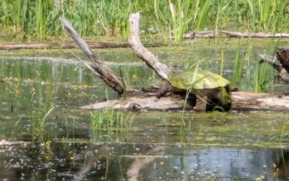 Snapping Turtle