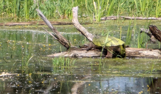 Snapping Turtle