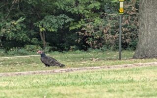 TV Dinner Turkey Vulture